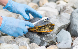 Can Reptiles Smell Bad? | Zen Habitats