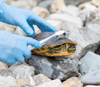 Can Reptiles Smell Bad? | Zen Habitats