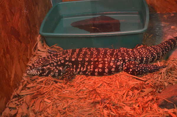 Are Red Heat Bulbs Bad for Reptiles?