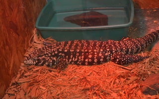 Are Red Heat Bulbs Bad for Reptiles?