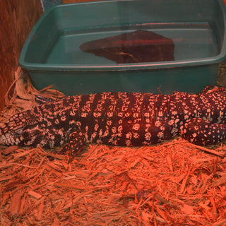 Are Red Heat Bulbs Bad for Reptiles?