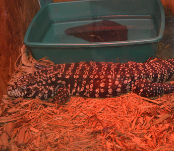 Are Red Heat Bulbs Bad for Reptiles?