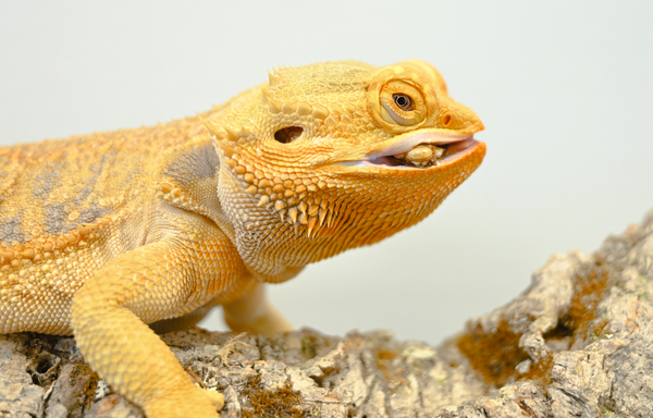 What is Poisonous to Reptiles? | Don't Feed THESE To Your Reptile!
