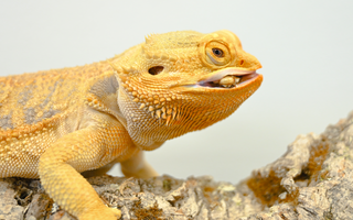 What is Poisonous to Reptiles? | Don't Feed THESE To Your Reptile!