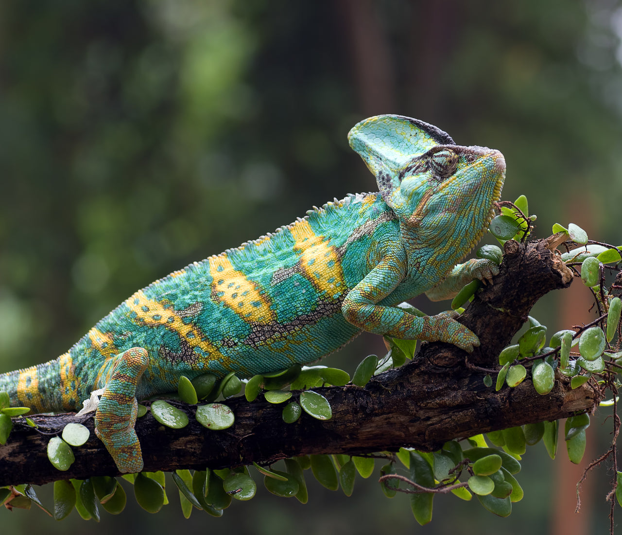 Veiled Chameleon Care Sheet Reptifiles Zen Habitats