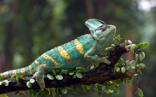 Veiled Chameleon Care Sheet | Reptifiles