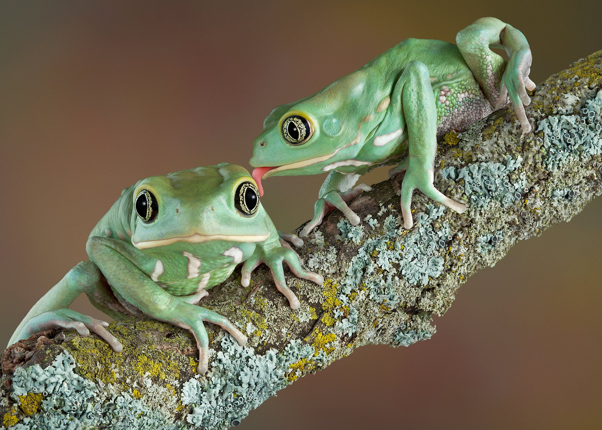 What is Chytridiomycosis? | All About the Deadly Amphibian Disease ...