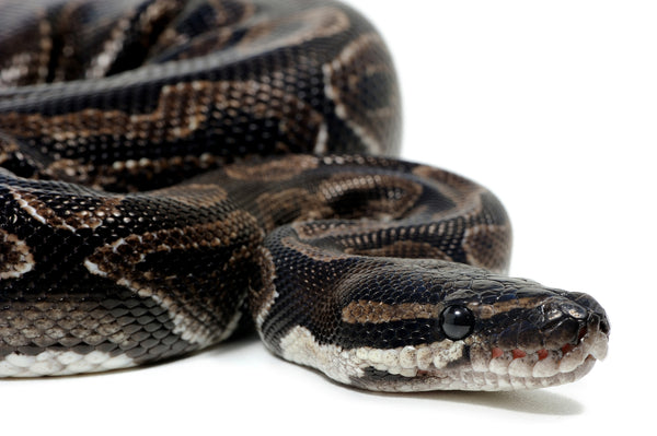 Ball Python Ultimate Shopping List | Everything You Need To Get Started!