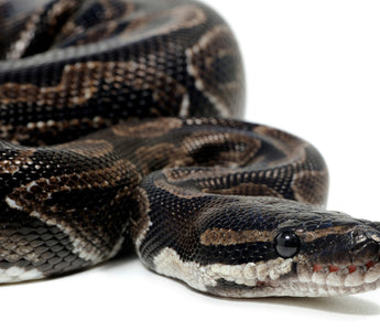 Ball Python Ultimate Shopping List | Everything You Need To Get Started!