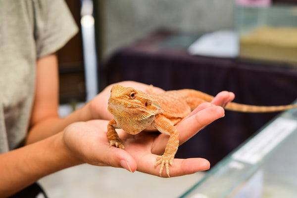 Bearded Dragon | Ultimate Shopping List