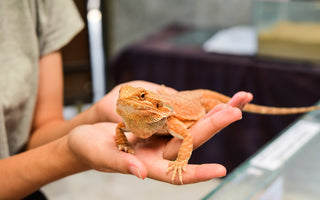 Bearded Dragon | Ultimate Shopping List