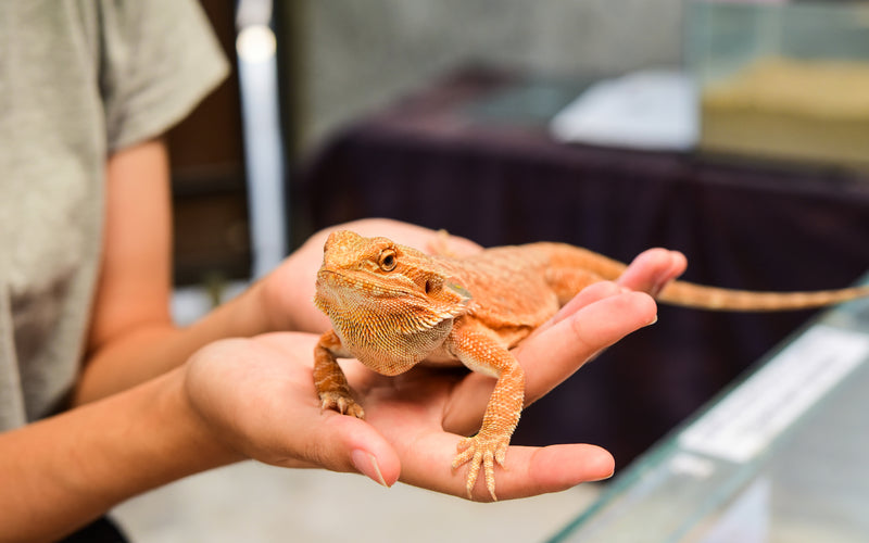 Bearded Dragon | Ultimate Shopping List