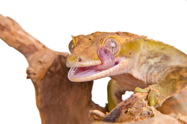Crested Gecko Ultimate Shopping List