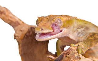 Crested Gecko Ultimate Shopping List