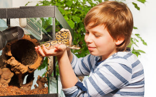 5 Reasons To Choose A Ball Python As Your Perfect Pet Reptile Companion