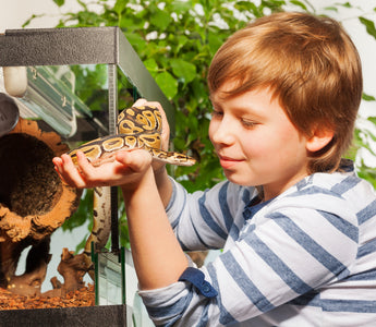 5 Reasons To Choose A Ball Python As Your Perfect Pet Reptile Companion