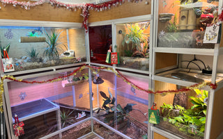 Why Zen Habitats Is the Only Reptile Enclosure You Will Need!