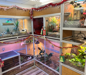 Why Zen Habitats Is the Only Reptile Enclosure You Will Need!