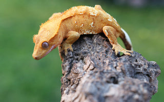 Crested Gecko Guide to Morphs, Colors, and Traits