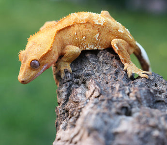 Crested Gecko Guide to Morphs, Colors, and Traits