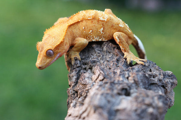 Crested Gecko Guide to Morphs, Colors, and Traits