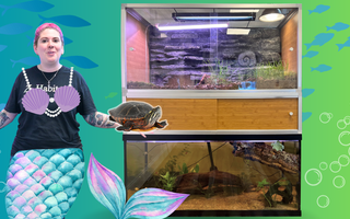 Using A Zen Habitats Enclosure To Build A Semi-Aquatic Turtle Habitat