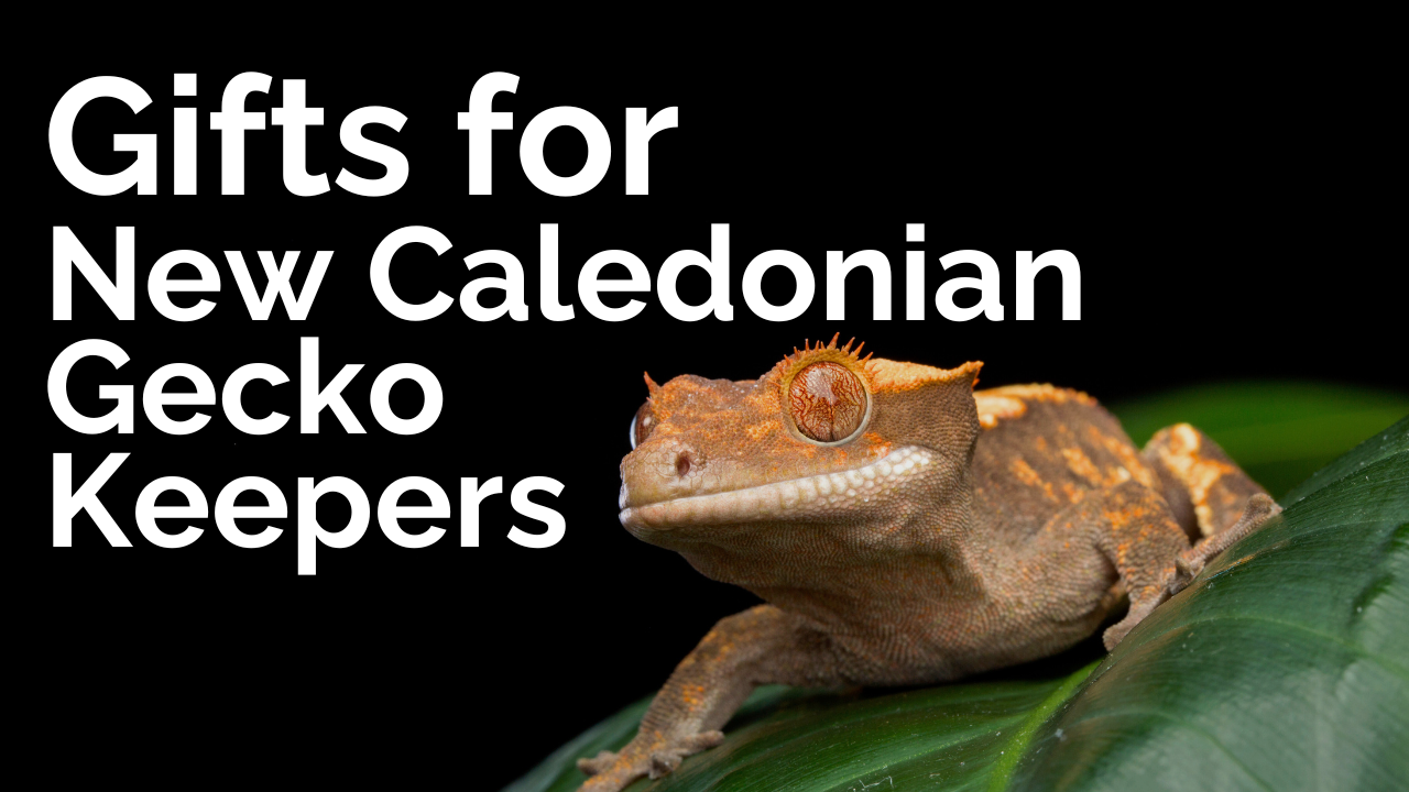 Gifts for New Caledonian Gecko Keepers