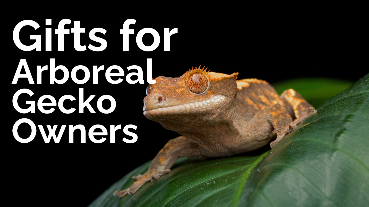 Gifts for Arboreal Gecko Owners