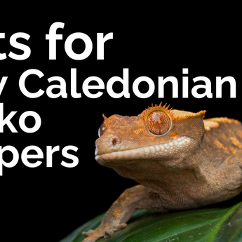 Gifts for New Caledonian Gecko Keepers