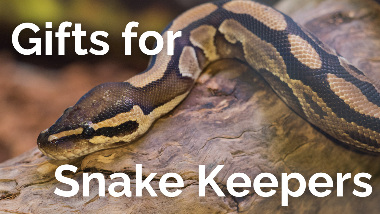 Gifts for Snake Keepers