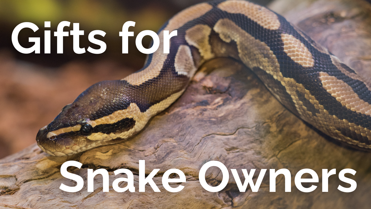 Gifts for Snake Owners