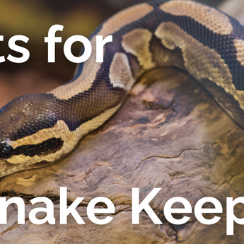 Gifts for Snake Keepers