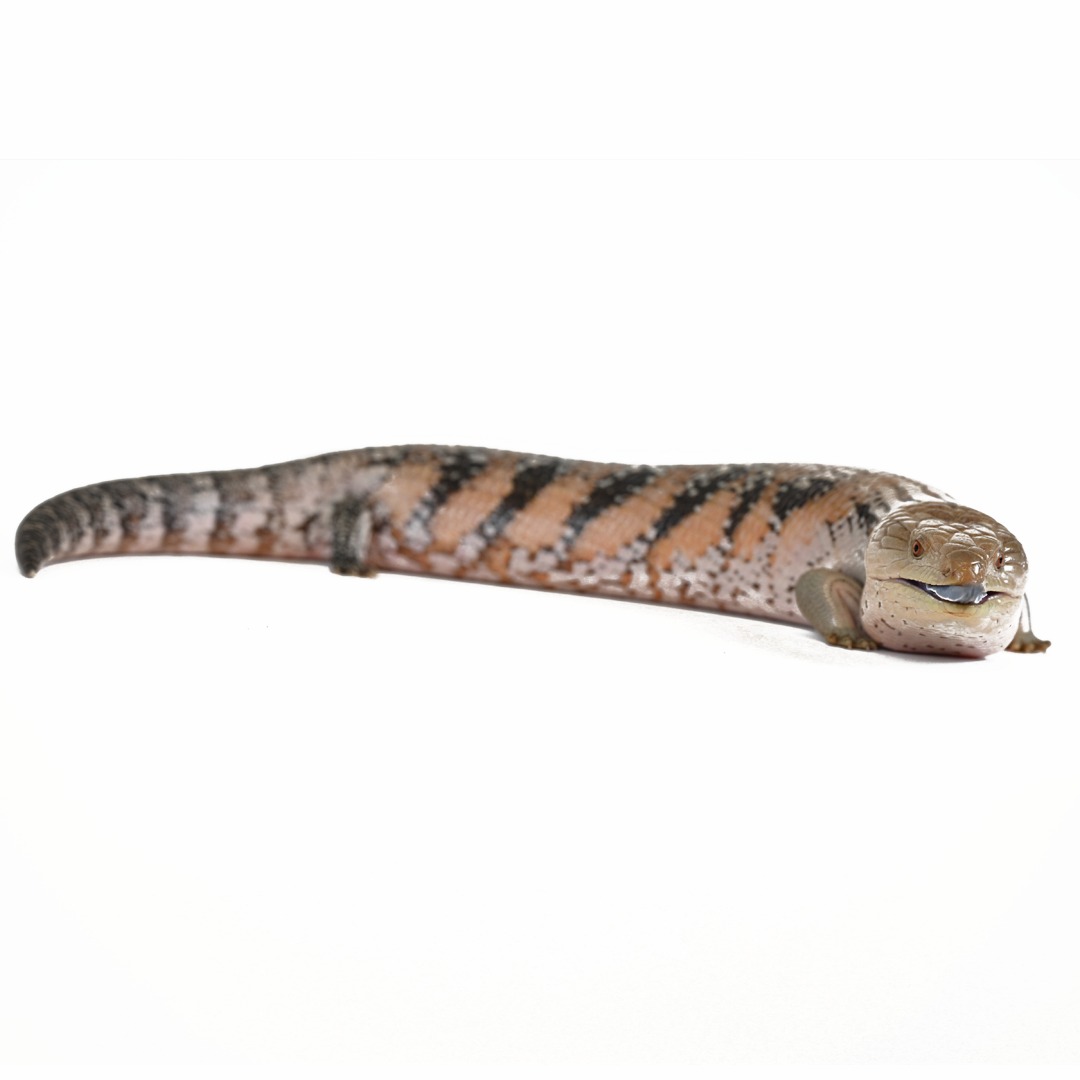 Blue-Tongued Skink Enclosures & Accessories