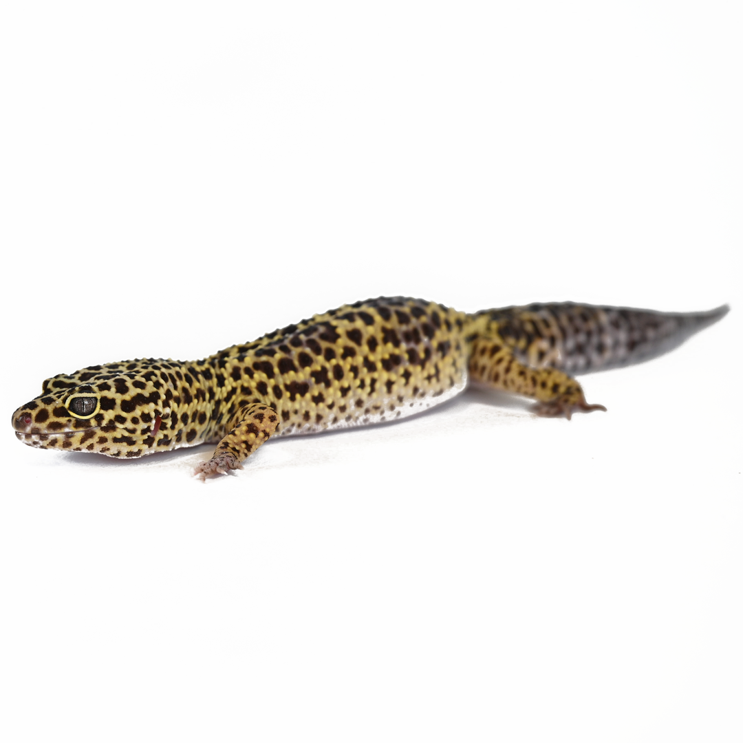 Leopard Gecko Enclosures & Accessories