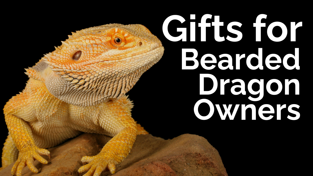 Gifts for Bearded Dragon Owners