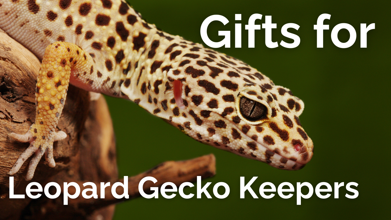 Gifts for Leopard Gecko Keepers