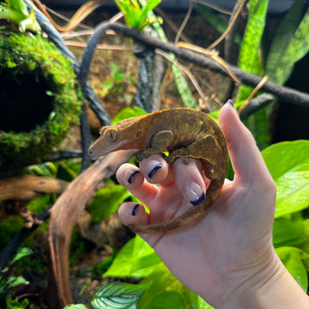 Welcome to Kam's Creator Collection for Crested Geckos!