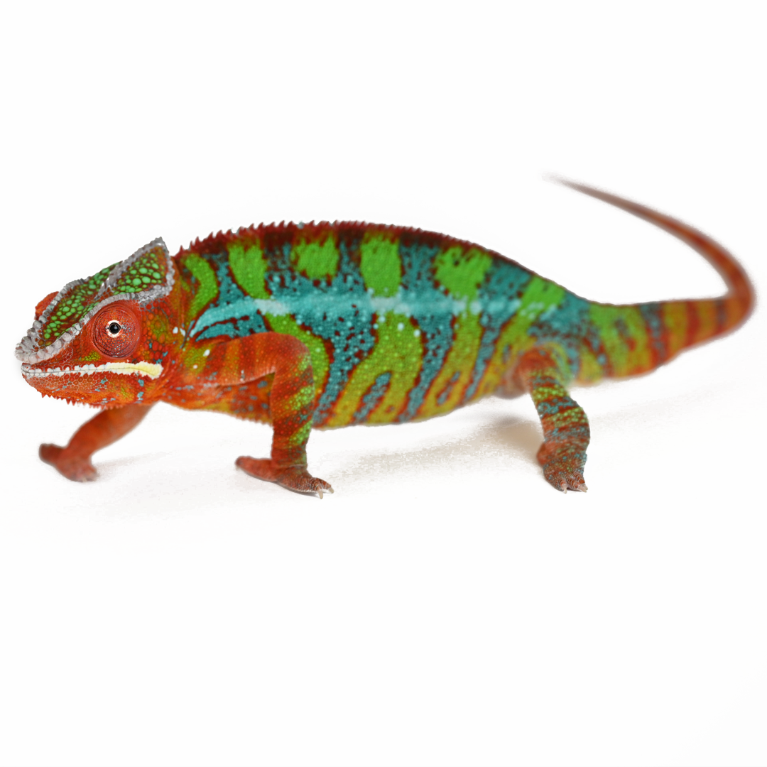 Chameleon Enclosures & Accessories