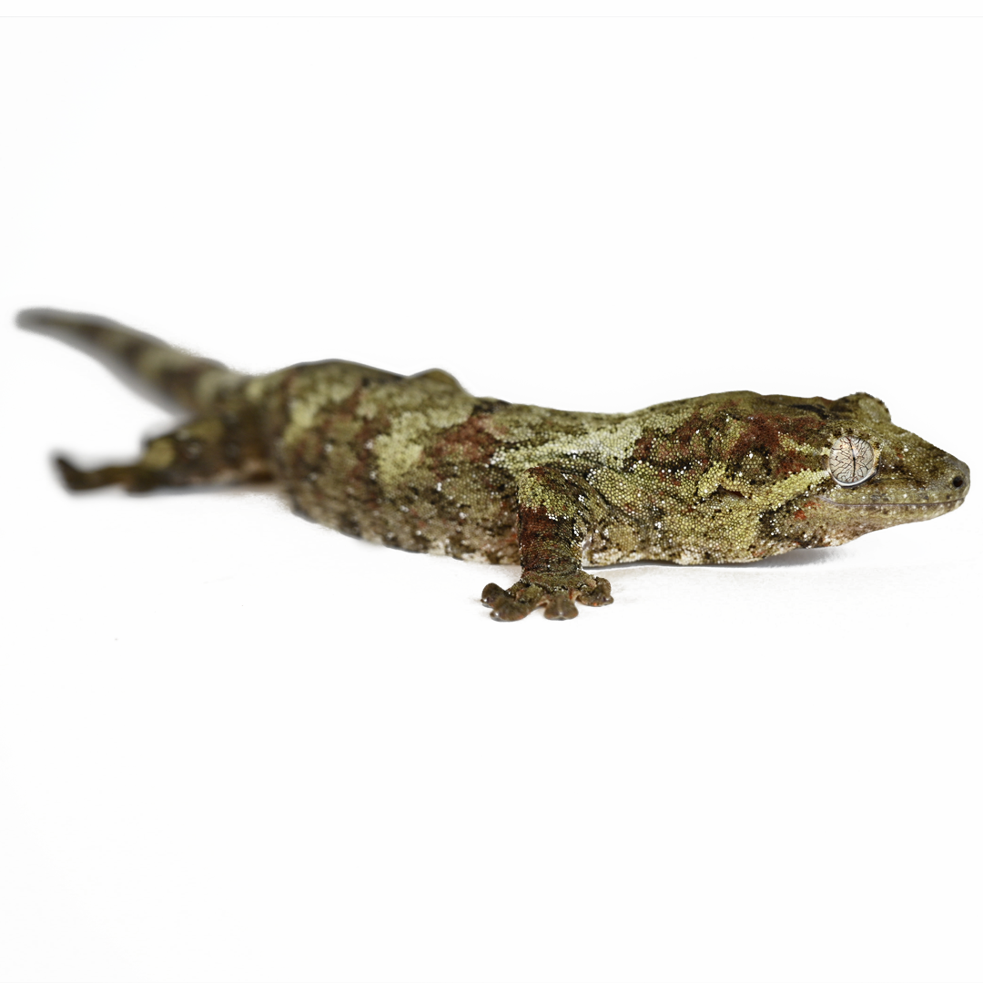 Chahoua Gecko Enclosures & Accessories