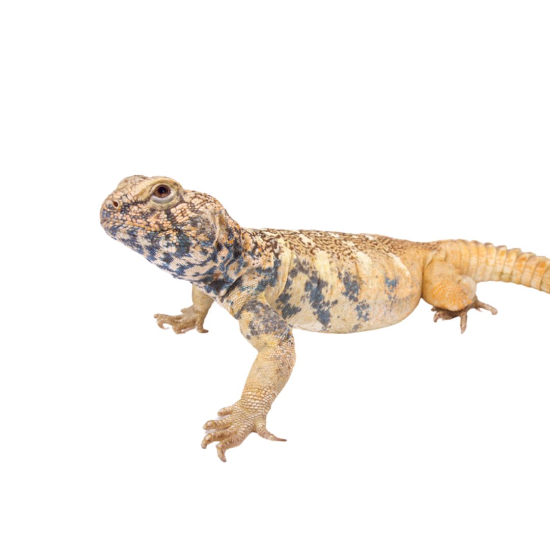 Uromastyx Enclosures & Accessories