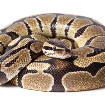 Ball Python