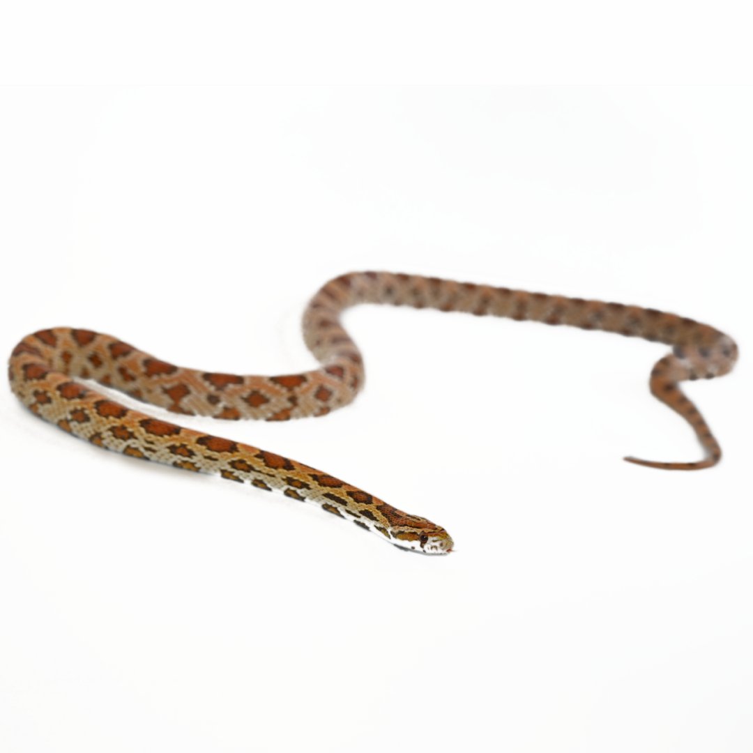 Corn Snake Collection