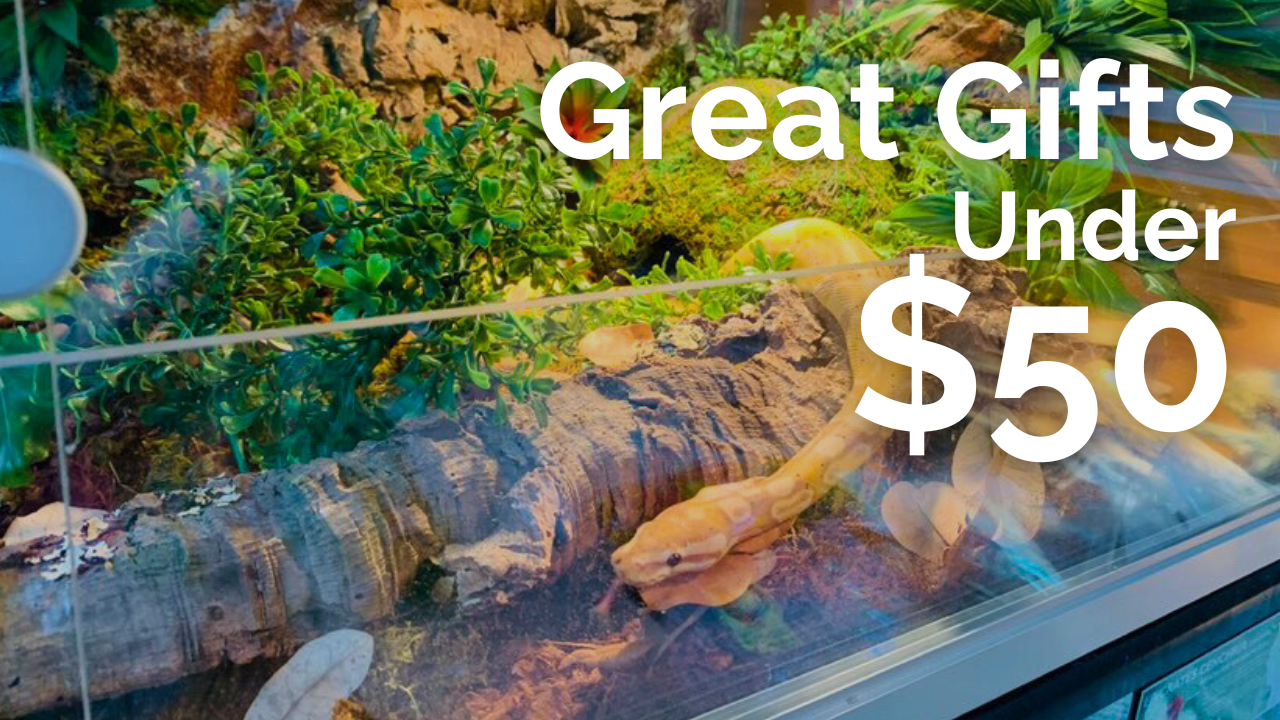 Great Gifts Under $50