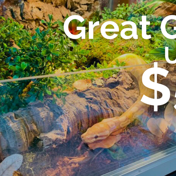 Great Gifts Under $50