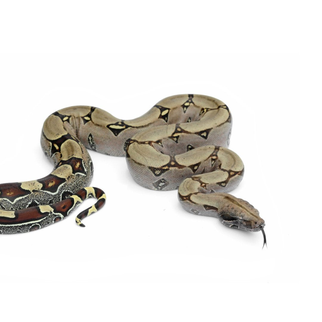 Boa Constrictor Enclosures & Accessories