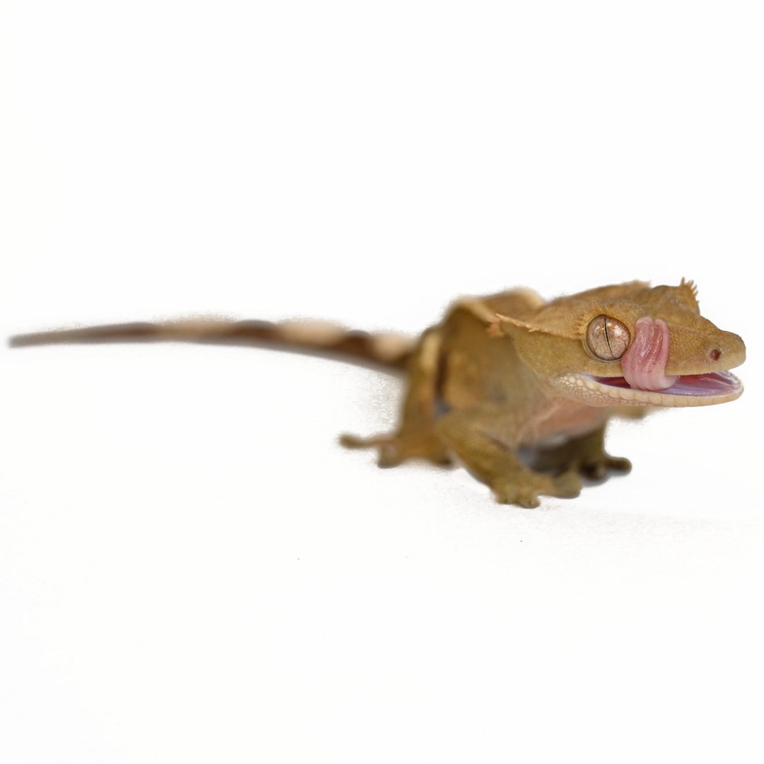 Crested Gecko Enclosures & Accessories
