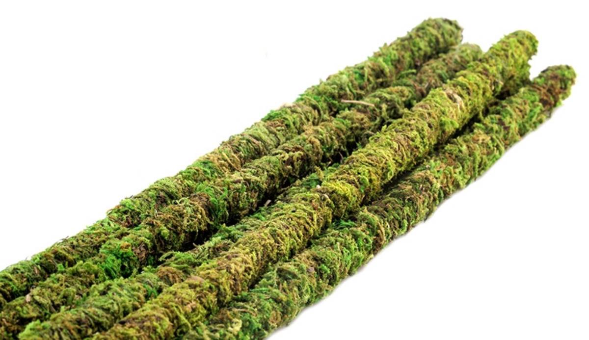 Galapagos Decorative Mossy Sticks (24in)