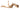 Galapagos Staghorn Wood (13-18")