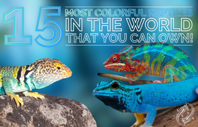 15 of the Most Colorful Reptiles in the World  That You Can Own as a Pet!