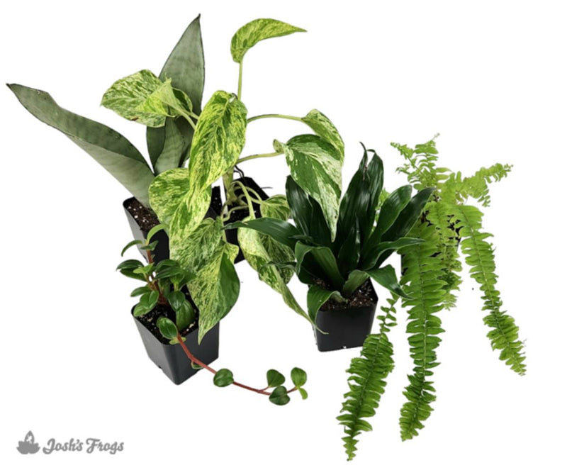 18x18x24 (29 Gallon) Crested Gecko Vivarium Plant Kit (5 plants)